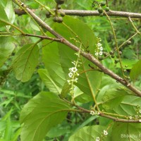 Maesa indica (Roxb.) Sweet